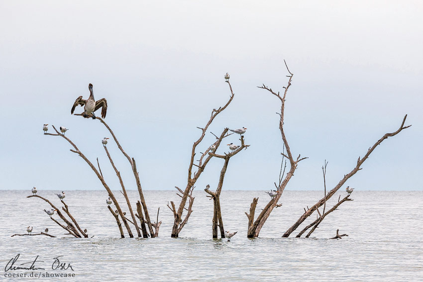 Pelikan sitzt auf einem Mangrovenbaum in den Everglades, USA.