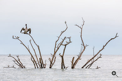 Pelikan sitzt auf einem Mangrovenbaum in den Everglades, USA.