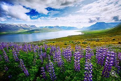 Blumen vor einer Landschaft mit See und Himmel in Island.