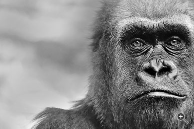 Portr&auml;t eines Gorillas in New York, USA.