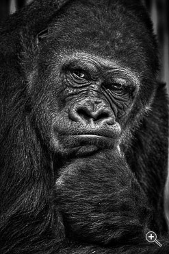 Portr&auml;t eines Gorillas in N&uuml;rnberg, Deutschland.