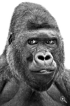 Portr&auml;t eines Gorillas in Prag, Tschechien.