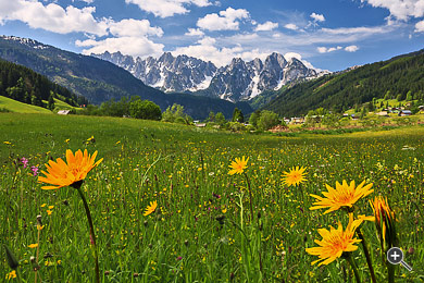 Blick auf eine Blumenwiese und die Gosaukamm-Bergkette in Gosau, &Ouml;sterreich.