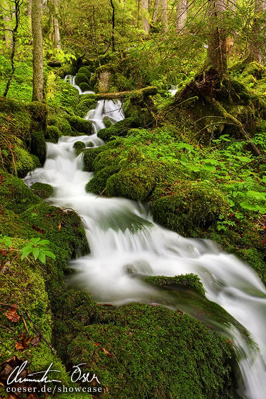 Fluss im Wald bei der Kläfferquelle in Weichselboden, Wildalpen, Österreich.