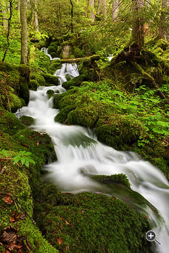 Fluss im Wald bei der Kl&auml;fferquelle in Weichselboden, Wildalpen, &Ouml;sterreich.