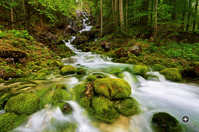 Fluss im Wald bei der Kl&auml;fferquelle in Weichselboden, Wildalpen, &Ouml;sterreich.