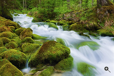 Fluss im Wald bei der Kl&auml;fferquelle in Weichselboden, Wildalpen, &Ouml;sterreich.