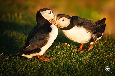 Papageientaucher an der Westk&uuml;ste Islands.
