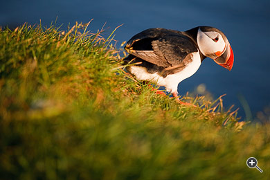 Papageientaucher an der Westk&uuml;ste Islands.