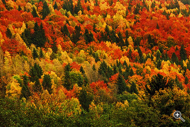 B&auml;me in Herbstfarben in der Ysperklamm.