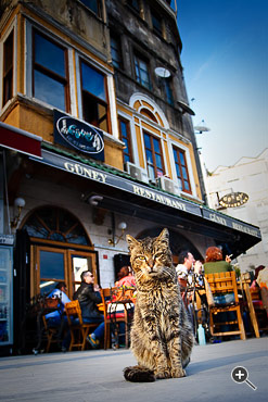 Katze sitzt vor einem Cafe Restaurant in Istanbul, T&uuml;rkei.