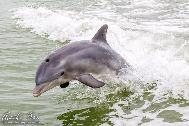 Ein Delfin springt aus dem Wasser in Everglades, USA.