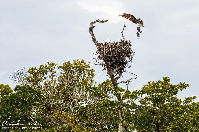 Ein Fischadler kehrt zu seinem Nest zurück in Everglades, USA.