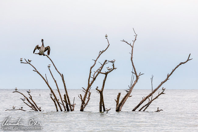 Ein Pelikan und einige Vögel sitzen auf einem Mangrovenbaum in Everglades, USA.