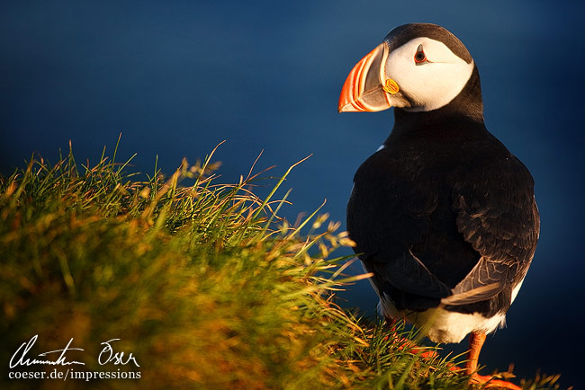Ein Papageientaucher am westlichsten europäischen Punkt Latrabjarg in Island.