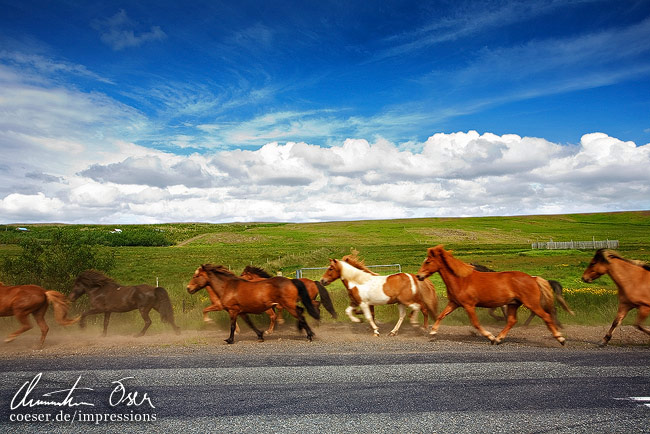Eine Gruppe von Islandpferden reitet vorbei in Island.