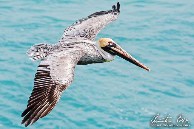 Nahaufnahme eines fliegenden Pelikans in Key West, USA.