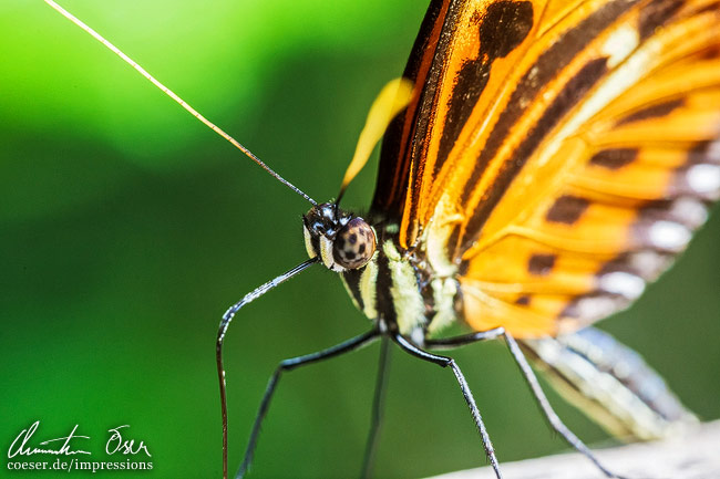 Nahaufnahme eines Passionsfalters im Butterfly and Nature Conservatory in Key West, USA.