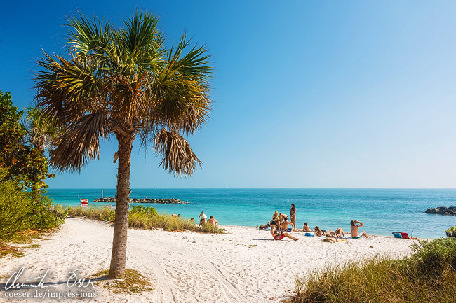 Eine Palme am Zachary-Taylor-Strand in Key West, USA.