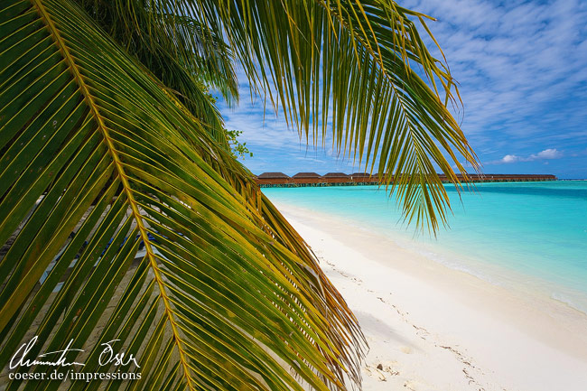 Palmen, ein türkisblaues Meer und Wasser-Bungalows auf der Meerufenfushi-Insel, Malediven.
