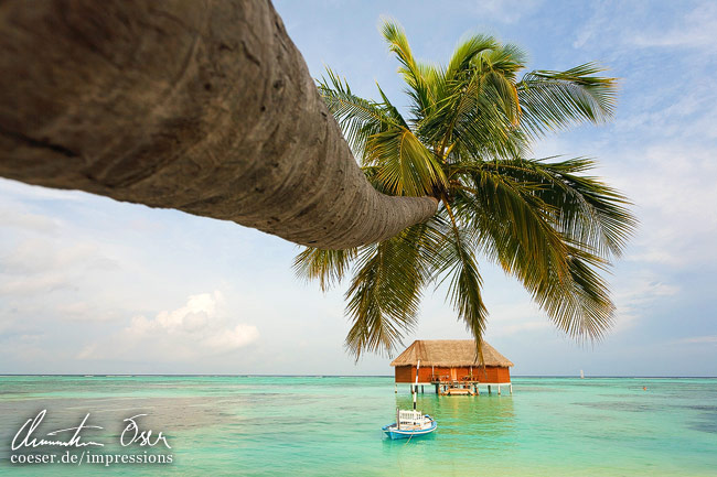 Eine horizontal gewachsene Palme zeigt auf die Hochzeitssuite auf der Meerufenfushi-Insel, Malediven.