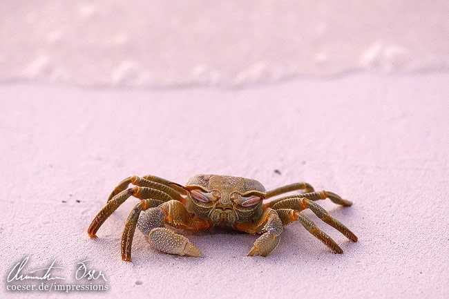 Eine rastende Krabbe auf dem Strand der Meerufenfushi-Insel, Malediven.