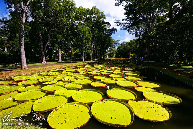 Riesenseerosen im Botanischen Garten von Pamplemousses in Mauritius.