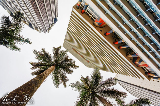 Palmen und Wolkenkratzer in Downtown in Miami, USA.
