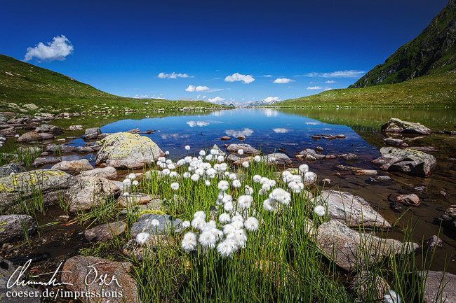 Wollgras am Herzsee, Teil der Drei-Seen-Panoramarundwanderung auf dem Hochjoch im Montafon, Vorarlberg, Österreich.