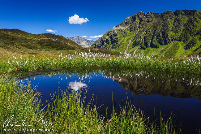 Wollgrass (Eriophorum) an einem Hochmoor entlang des Drei-Seen-Panoramarundwanderwegs auf dem Hochjoch im Montafon, Vorarlberg, Österreich.