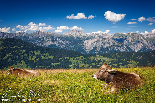 Kühe grasen auf dem Hochjoch, umgeben vom Bergpanorama im Montafon, Vorarlberg, Österreich.