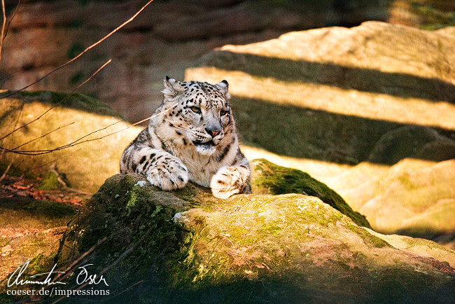 Ein ruhender Schneeleopard (Uncia uncia) im Zoo von Nürnberg, Deutschland.