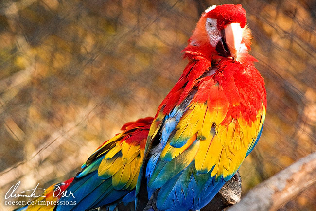 Ein Hellroter Ara (Ara macao) im Zoo von Nürnberg, Deutschland.