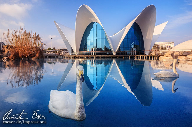 Zwei Schwäne im Oceanografic-Aquarium von Felix Candela in der Stadt der Künste und Wissenschaften (La Ciudad de las Artes y las Ciencias) in Valencia, Spanien.